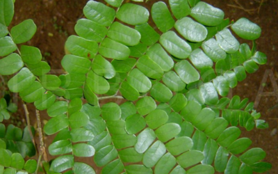 Alliance Pernambuco Conservation Strategy Document