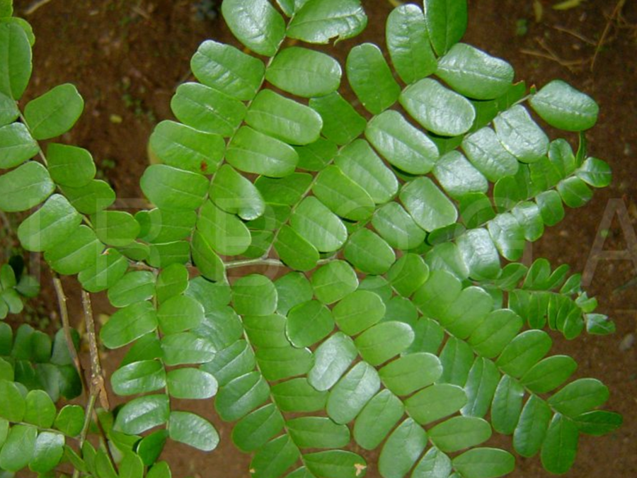 Alliance Pernambuco Conservation Strategy Document