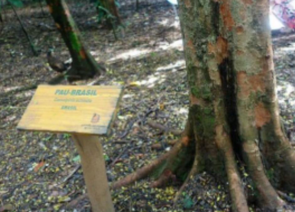 Pernambuco Update: CITES | International threat to bow making